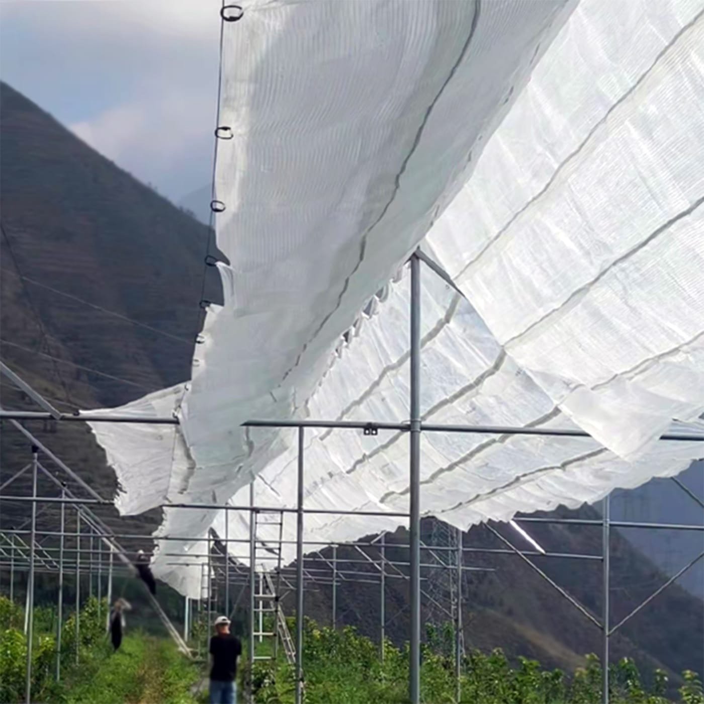 AGRAHEX Agricultural Greenhouse Woven Film Product application scenario fruit tree planting farm image - agrahex.com