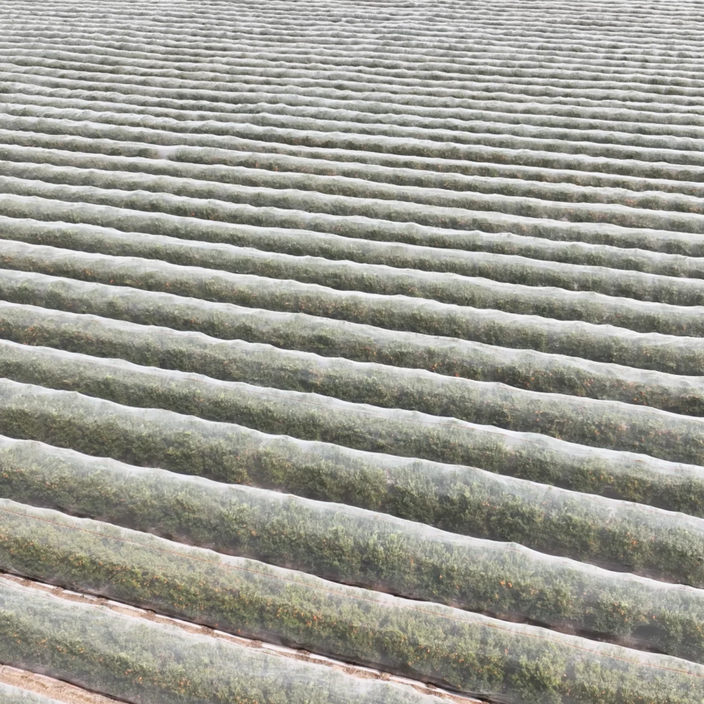 Factory Direct Agricultural Netting - Agricultural Insect Netting for Large agricultural farms image - agrahex.com