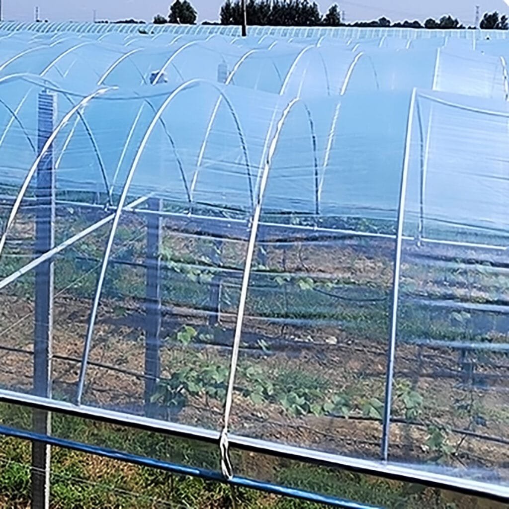 AGRAHEX® Agricultural Clear Greenhouse PO Plastic Film Product application scenario Large Greenhouse Strawberry farm Image 2 - agrahex.com
