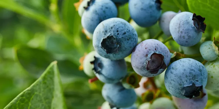 Read more about the article Detailed explanation of blueberry greenhouse cultivation and management technology.