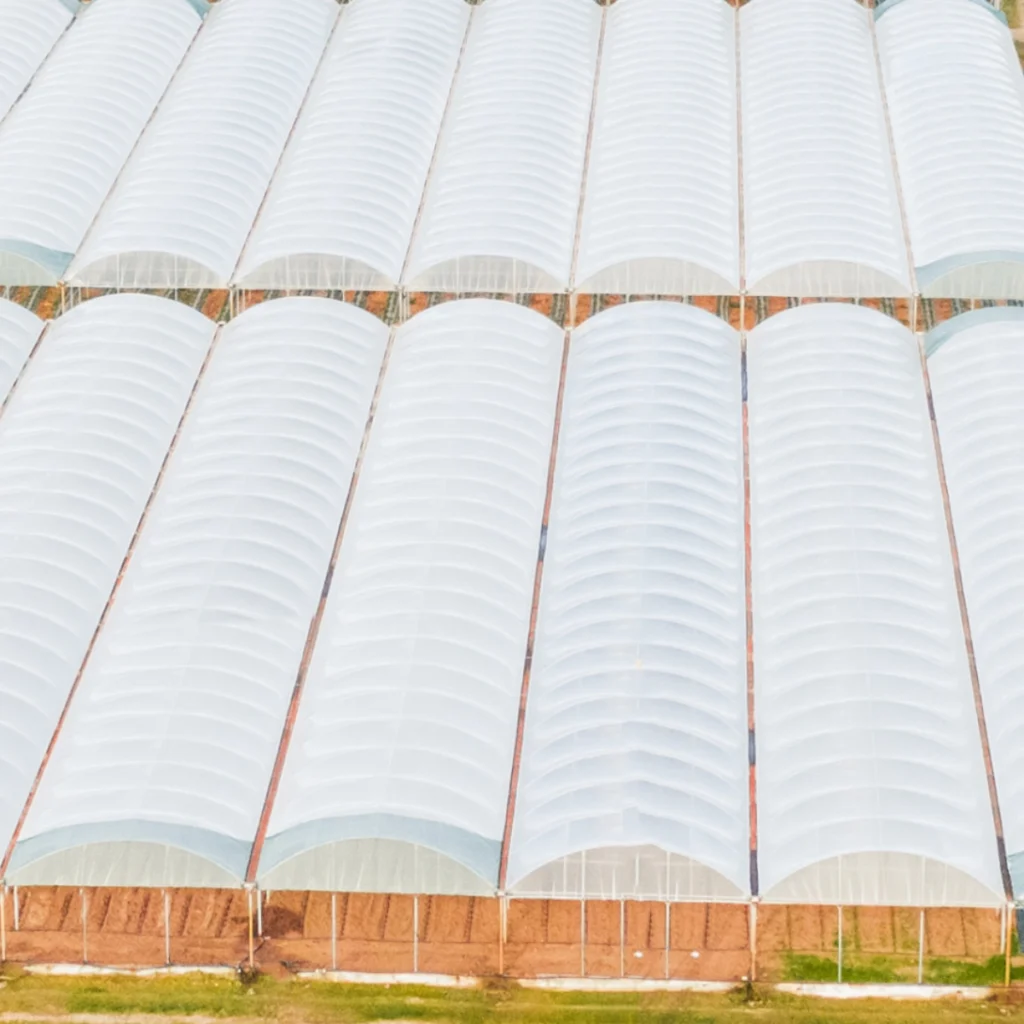 AgraHex Agricultural PE Greenhouse Polythene Plastic Cover Film product Product application scenarios in Greenhouse image - agrahex.com