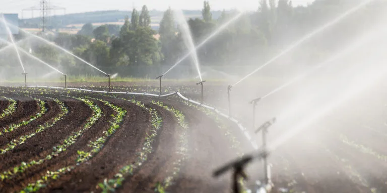 Read more about the article Tips for greenhouse cultivation: How to plan irrigation for fruit crops.