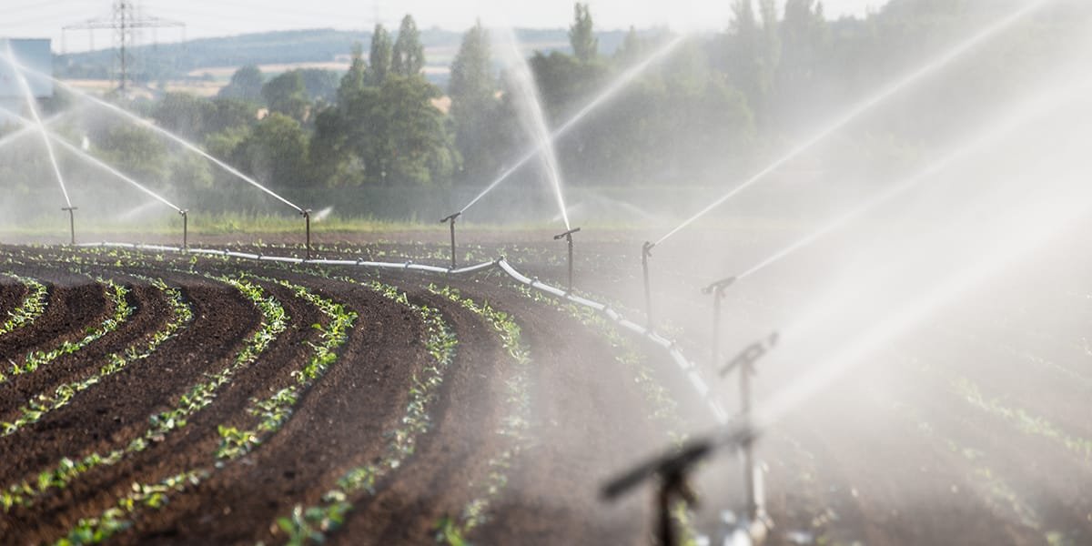 Read more about the article Tips for greenhouse cultivation: How to plan irrigation for fruit crops.